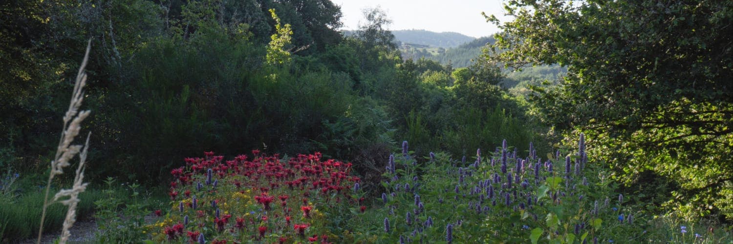 Bannière de CALLUNE