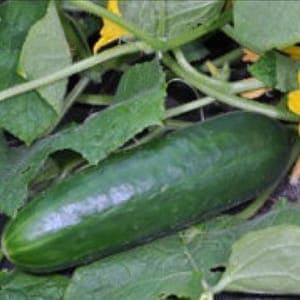 concombre vert long