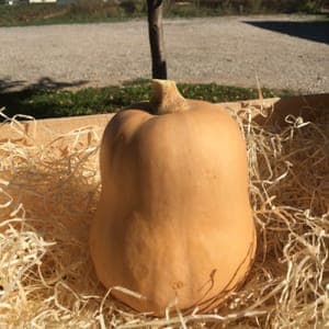 BUTTERNUT (1 Kilo)