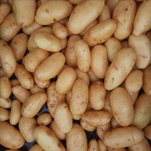 Pommes de terre nouvelles blanches