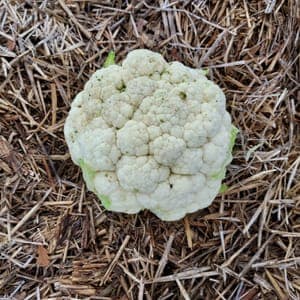 Chou fleur moyen calibre