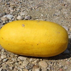 Courge Spaghetti