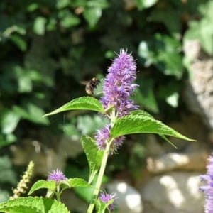 Agastache Anisée