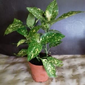Aucuba
