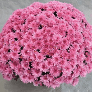 Pomponnette 19 cm rose