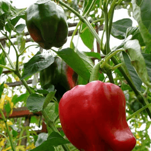 poivron rouge
