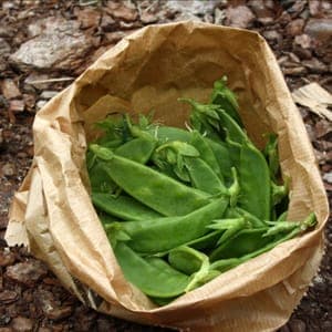 Pois mangetout