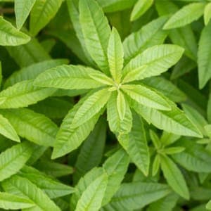 Verveine