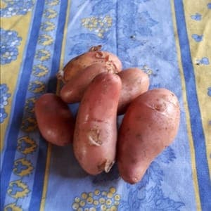 Pomme de terre stemster (passe partout)