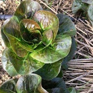salade laitue rougette