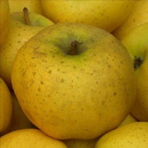 Pommier "Chantecler" / Scion sur 106