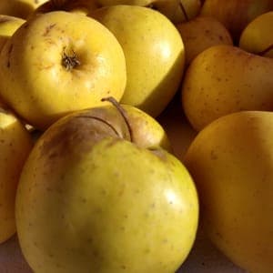 Pomme Golden