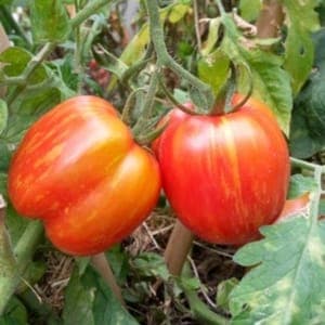 Plant de Tomate 'Striped Cavern' (godet violet)