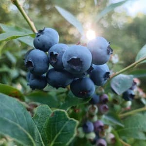 Myrtilles fruits - Barquette