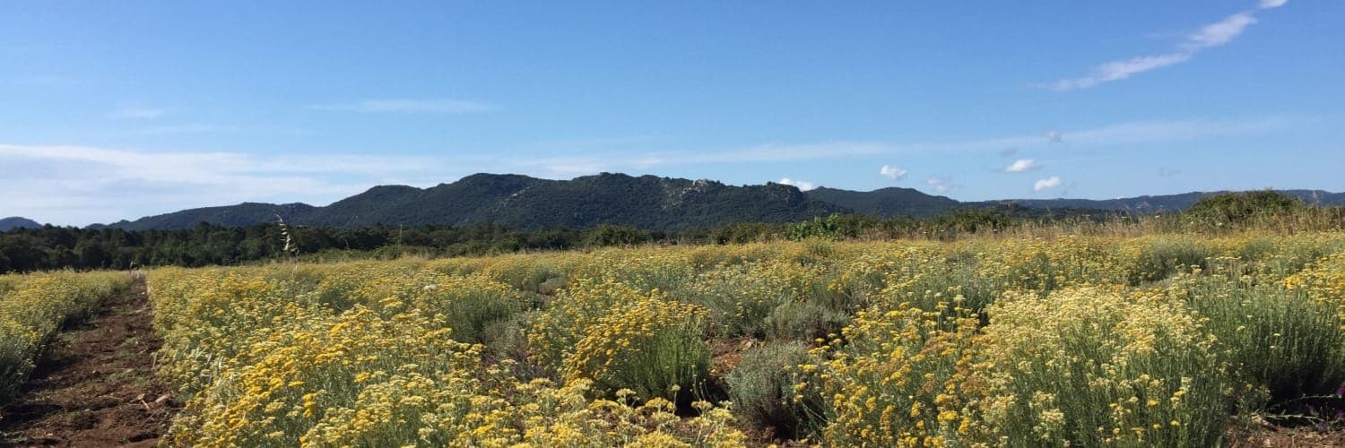 Bannière de LES SIMPLES & Divines