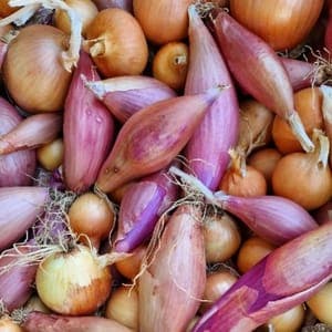 Oignons au choix. Jaune, rose, rouge