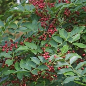 Poivrier de Sichuan