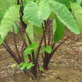 Sato Imo (Taro)