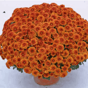 Pomponnette 21 cm orange