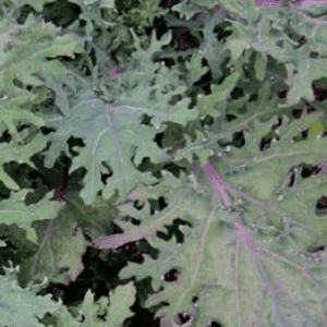 Botte de Chou Kale