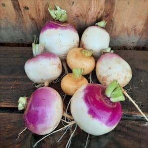 Navet vrac mix de couleur violets/jaunes/blancs