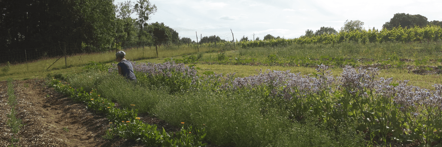 Bannière de Herborescence