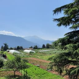 Le potager de Loliva #4