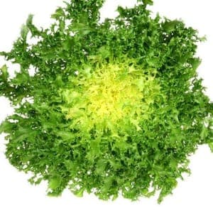 Salade Frisée