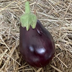 Plant d'aubergines