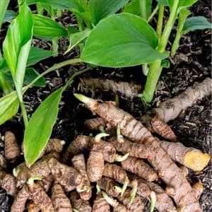 Curcuma