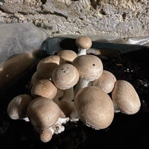 Champignons de Paris