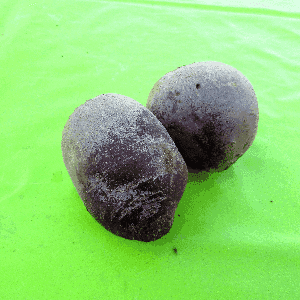 Betterave origine Dracy St Loup