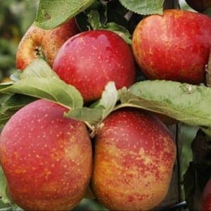 Pommier en racine nue variété