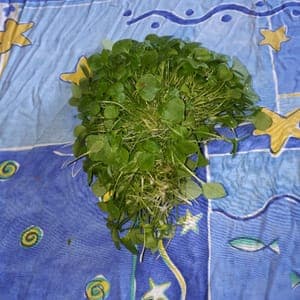 Claytone (à manger comme de la mâche)