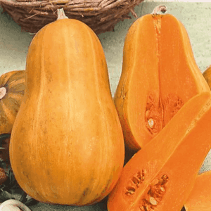 Courge Sucrine du Berry vendue à la pièce, facturée au kilo