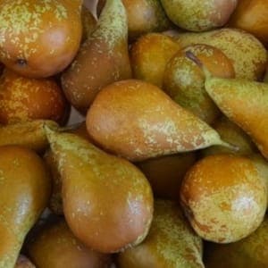 POIRE - CONFERENCE BIO