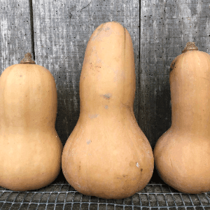 Butternut