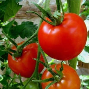 Plant de Tomate 'St Pierre' (godet marron/pourpre)