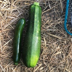 courgettes
