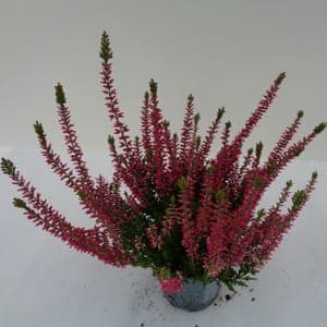 Calluna naturelle rouge pot 10 cm