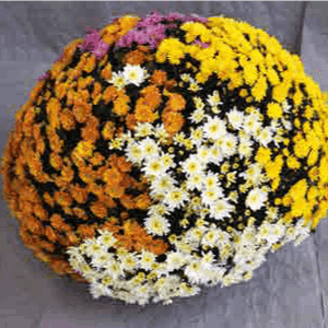 Pomponnette jardinière 50 cm mélange
