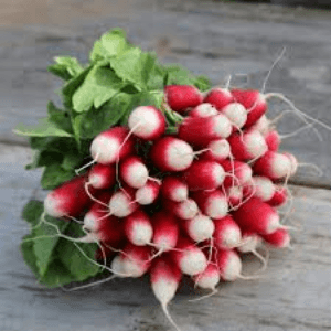 Botte radis