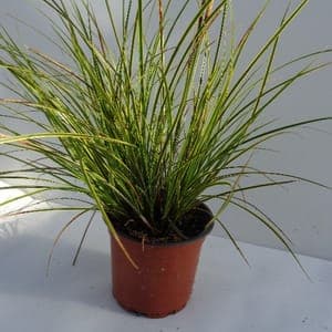 Carex haut bicolore