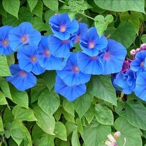 Plant d'Ipomée - annuelle