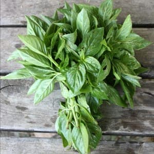 Basilic en bouquet