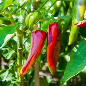 Plant de Piment 'Basque Gorria' doux (étiquette jaune rayé)