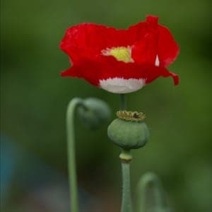 Plant de Pavot 'Danish flag' -  annuelle (étiquette rose)