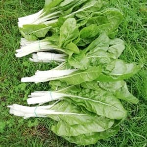 Blette à carde blanche