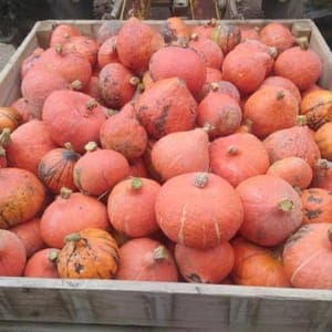 Potimarron