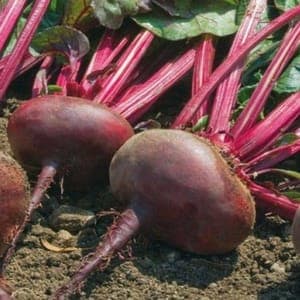 Plant de Betterave 'Bolivar'